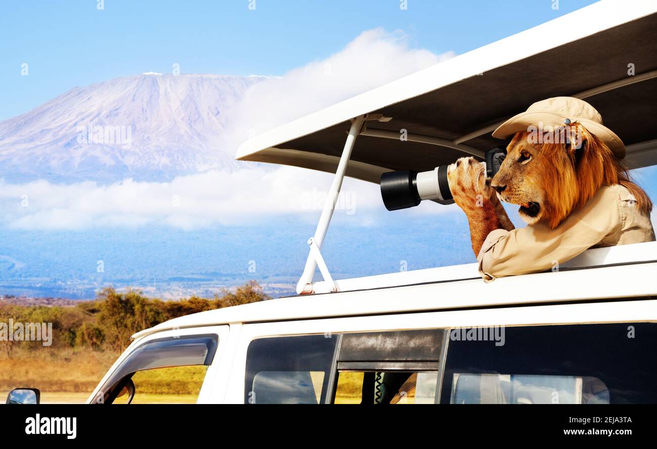 Concept of a tourist as a lion taking photos of Kenyan Kilimanjaro mountain from safari car Stock Photo