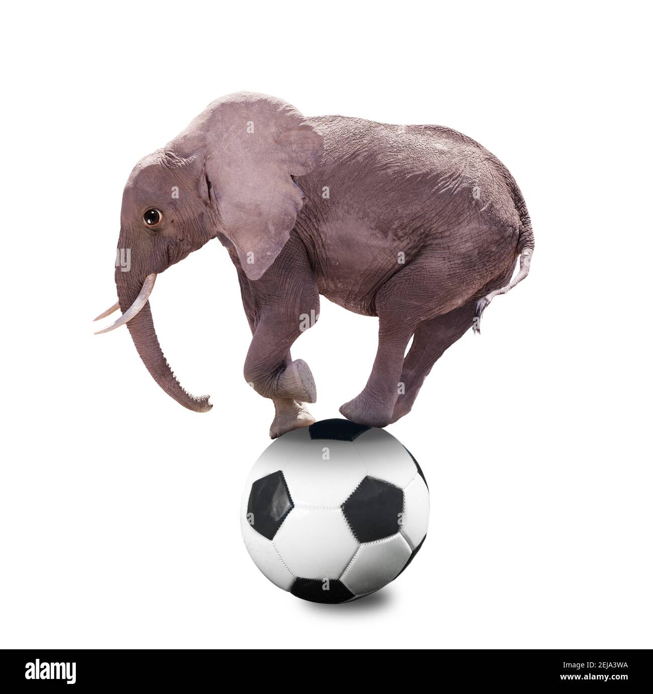 Photograph of an Elephant standing on football ball sport mixed-media concept Stock Photo