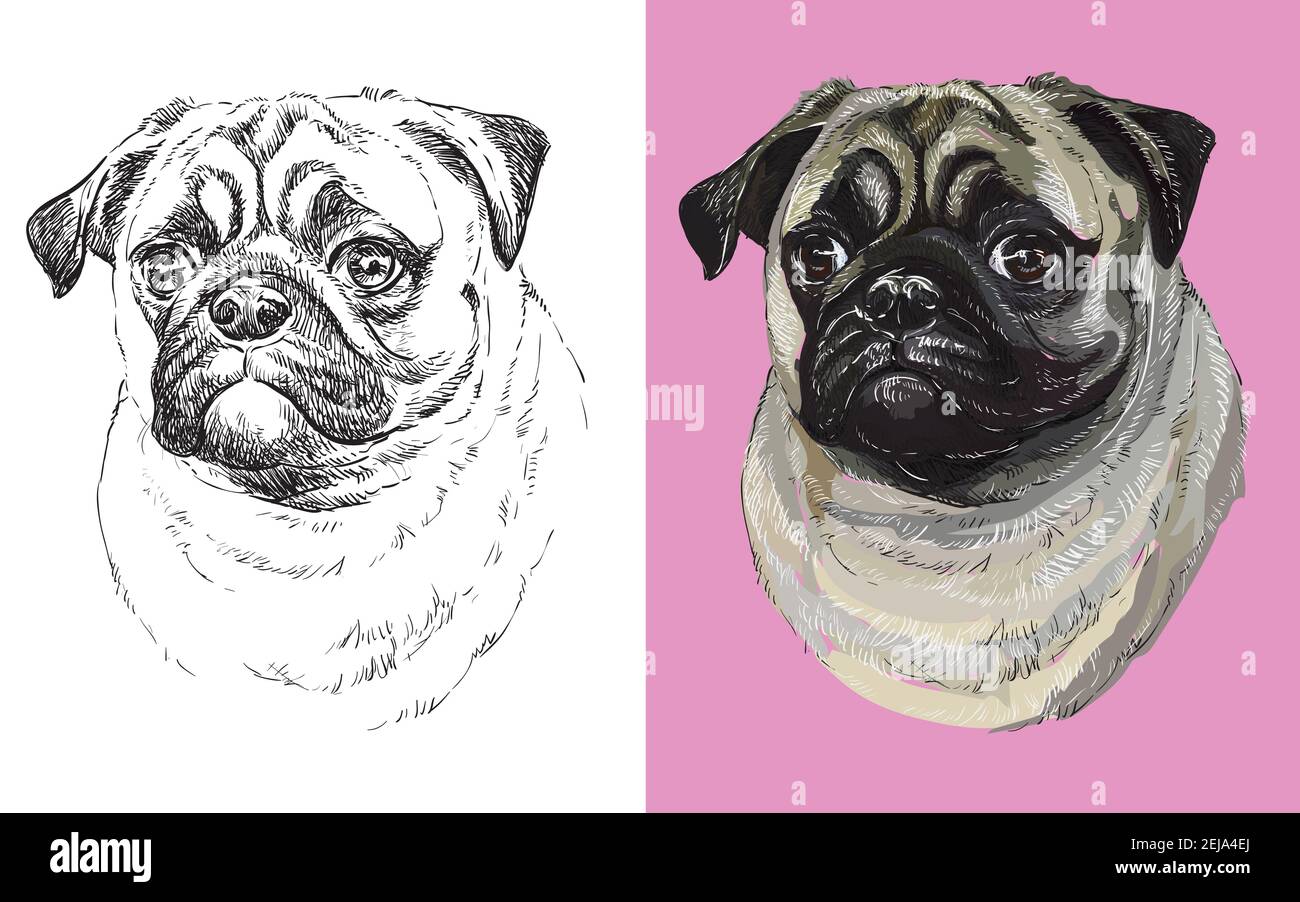 Realistic Head Of Pug Dog Vector Black And White And Colorful Isolated Illustration Of Dog For Decoration Coloring Book Design Prints Posters P Stock Vector Image Art Alamy