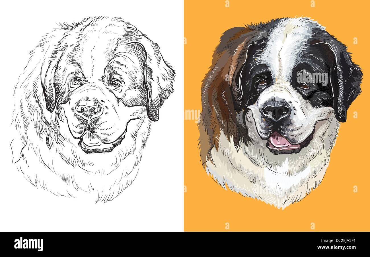 White faced sale st bernard