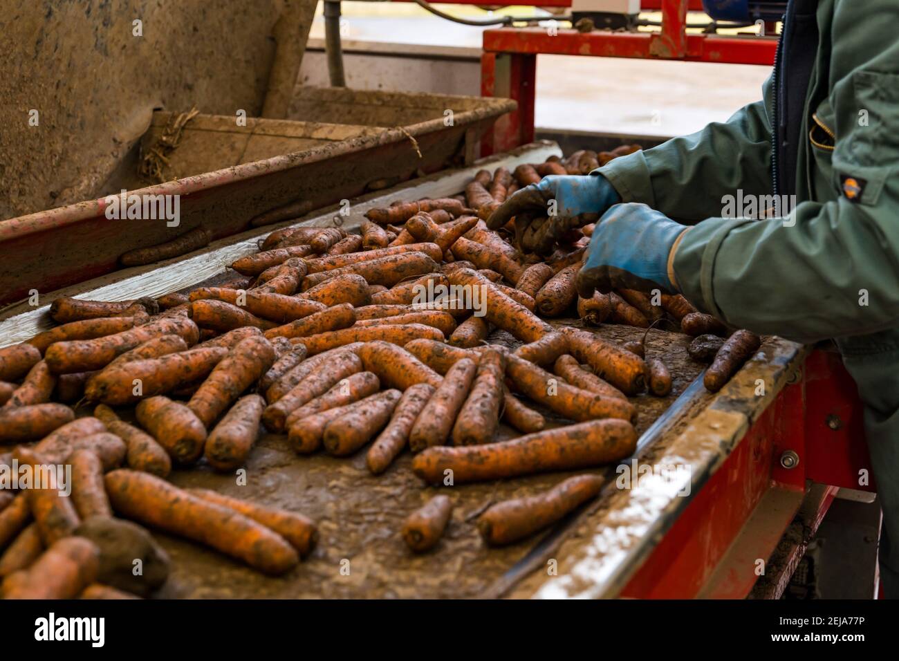 East Lothian, Scotland, UK, 22nd February 2021. Carrot harvest: Luffness Mains Farm harvests Nairobi carrots. Inside the sorting shed a farmworker removes clods of earth and deformed and broken carrots from the conveyor belt Stock Photo