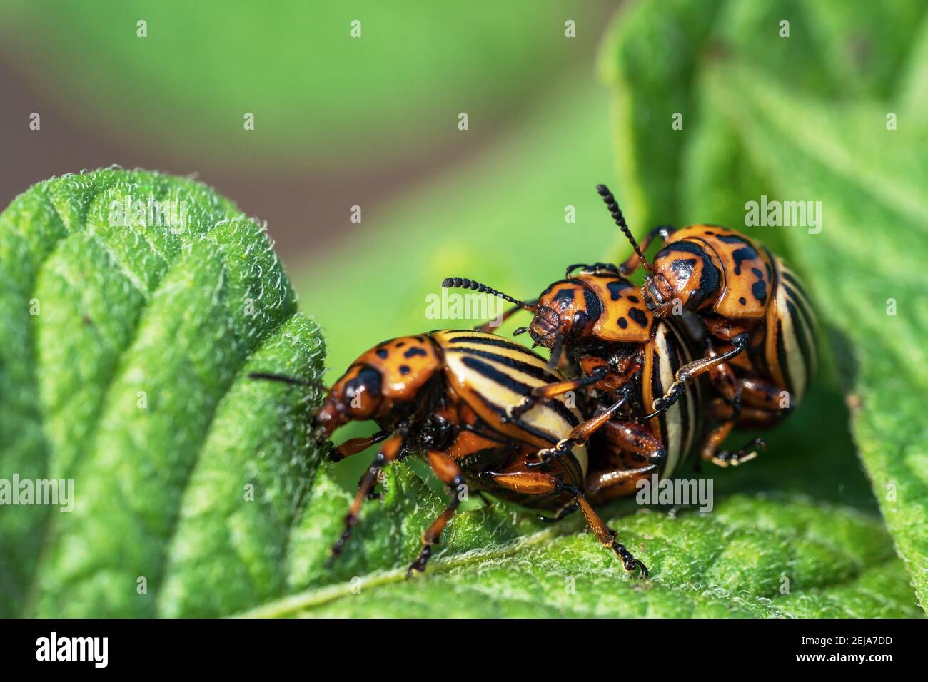 Eats insects and pests hi-res stock photography and images - Alamy