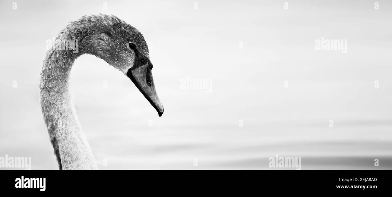 Portrait of beautiful grey Swan. Cygnus olor Stock Photo