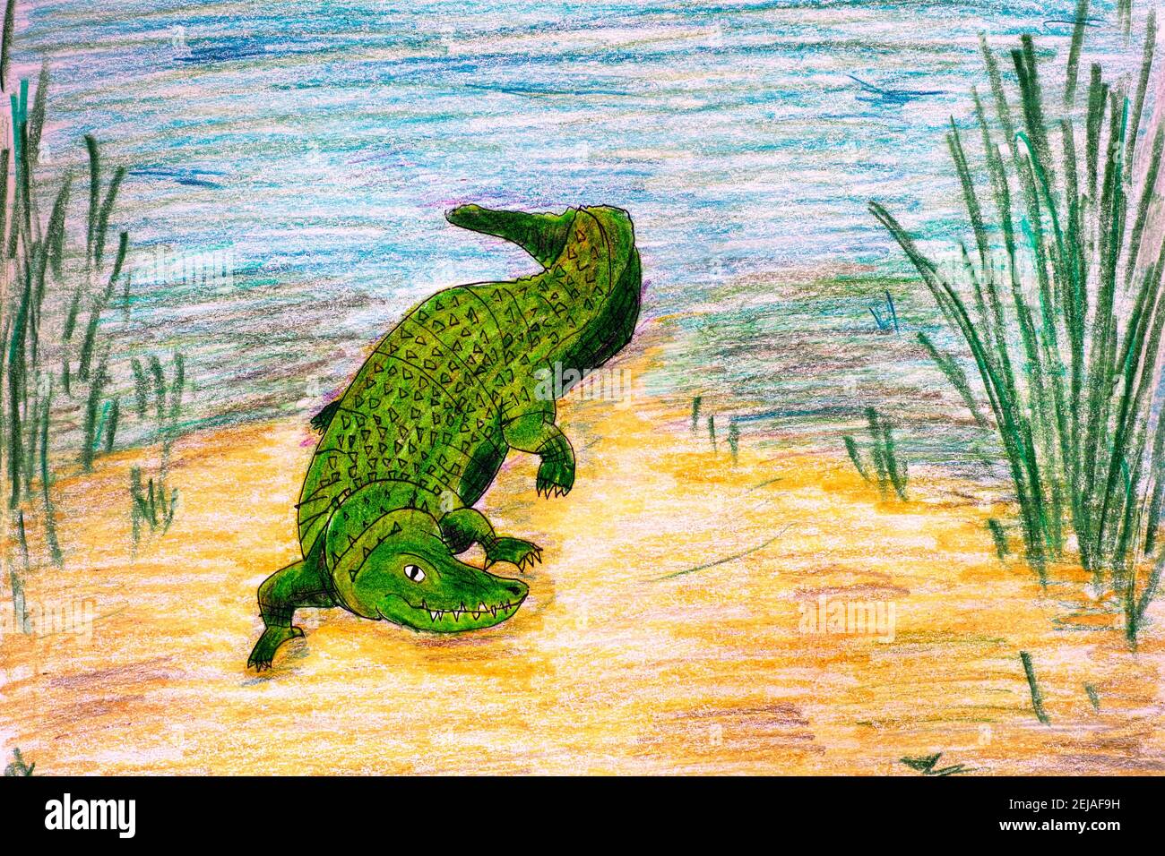 Pencil hand drawing. Crocodile crawling from the river Stock Photo Alamy