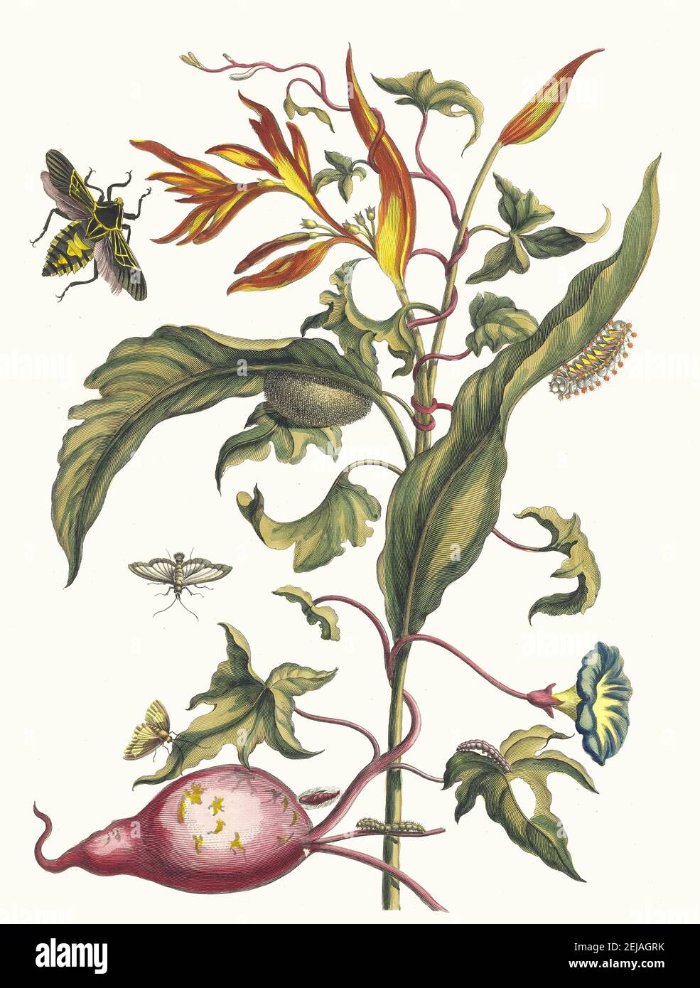 Ipomoea batatas and Heliconia psittacorum. From the Book Metamorphosis insectorum Surinamensium. Museum: PRIVATE COLLECTION. Author: MARIA SIBYLLA MERIAN. Stock Photo