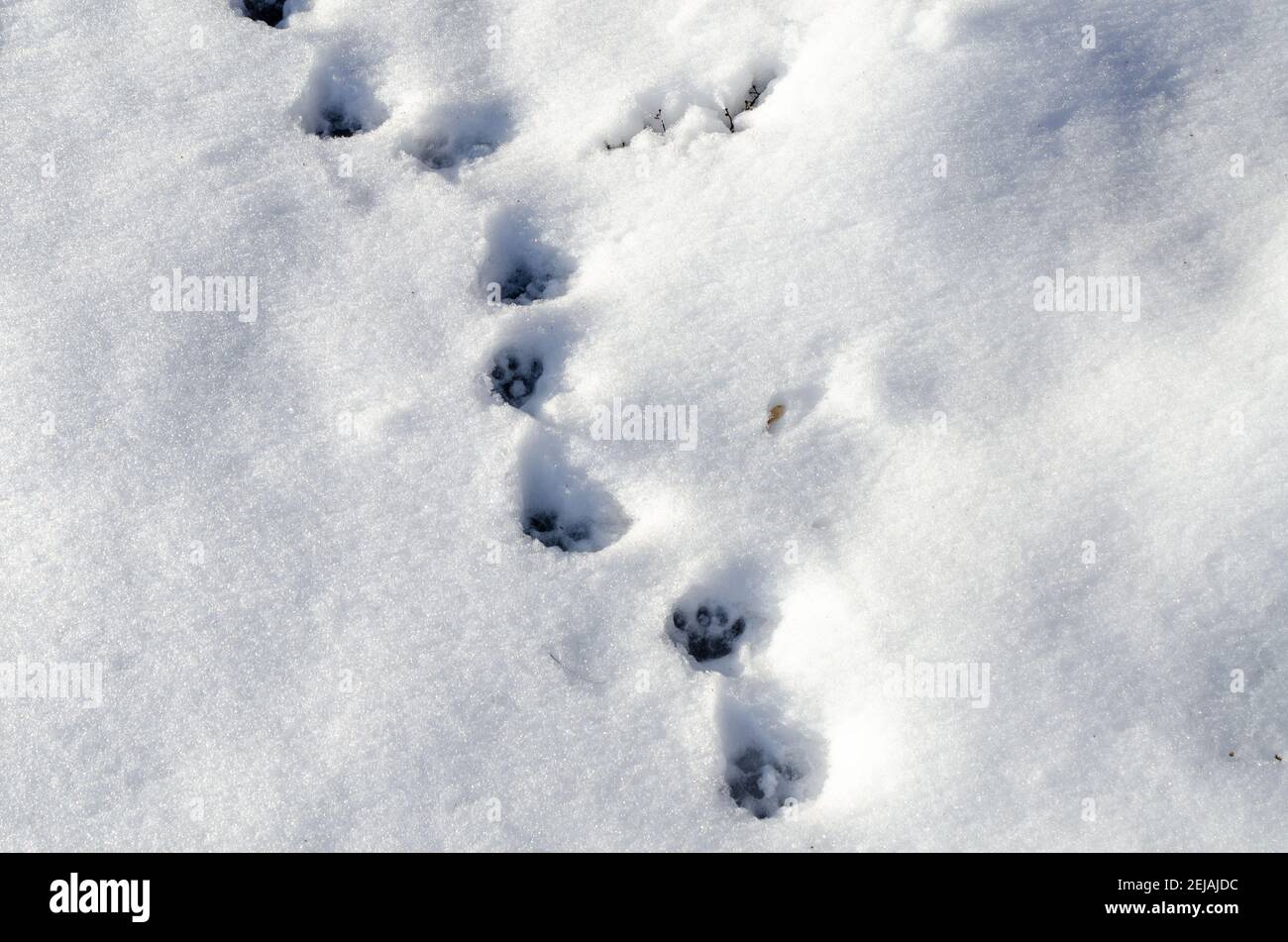 Dog tracks hi-res stock photography and images - Alamy