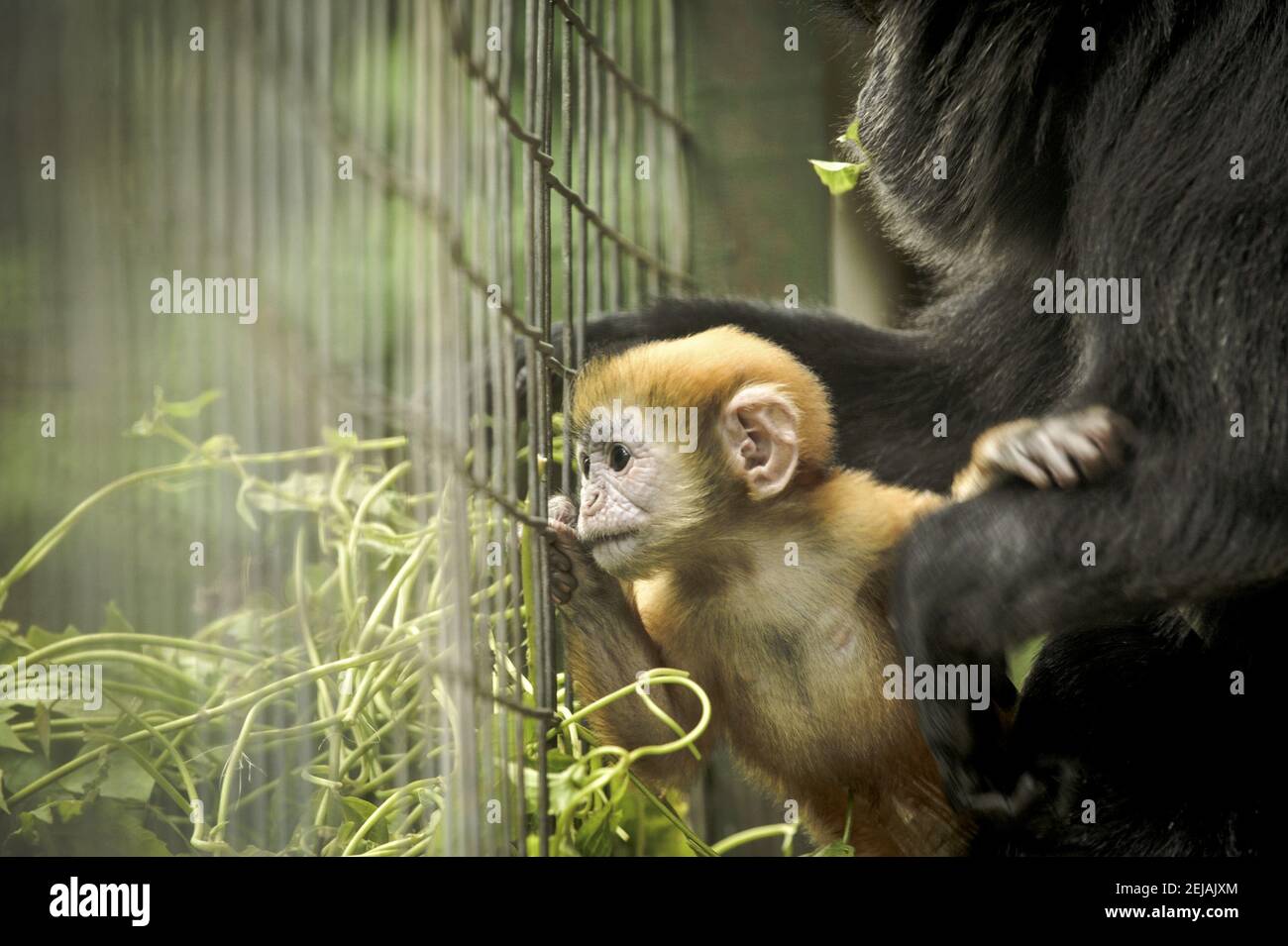 Baby Java Monkey A 21-days-old female Javan Lutung baby (Trachypithecus auratus), named ...