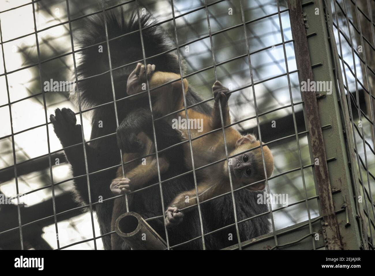 Baby Java Monkey A 21-days-old female Javan Lutung baby (Trachypithecus auratus), named ...