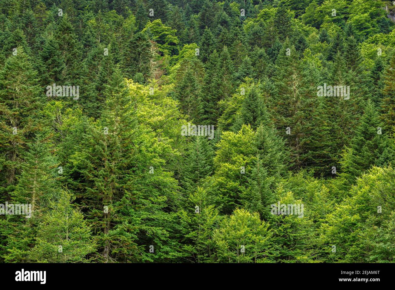 Mixed fir and beech forest viewed from the  parking to the Dent d'Orlu summit (Ariège, Pyrenees, France) Stock Photo