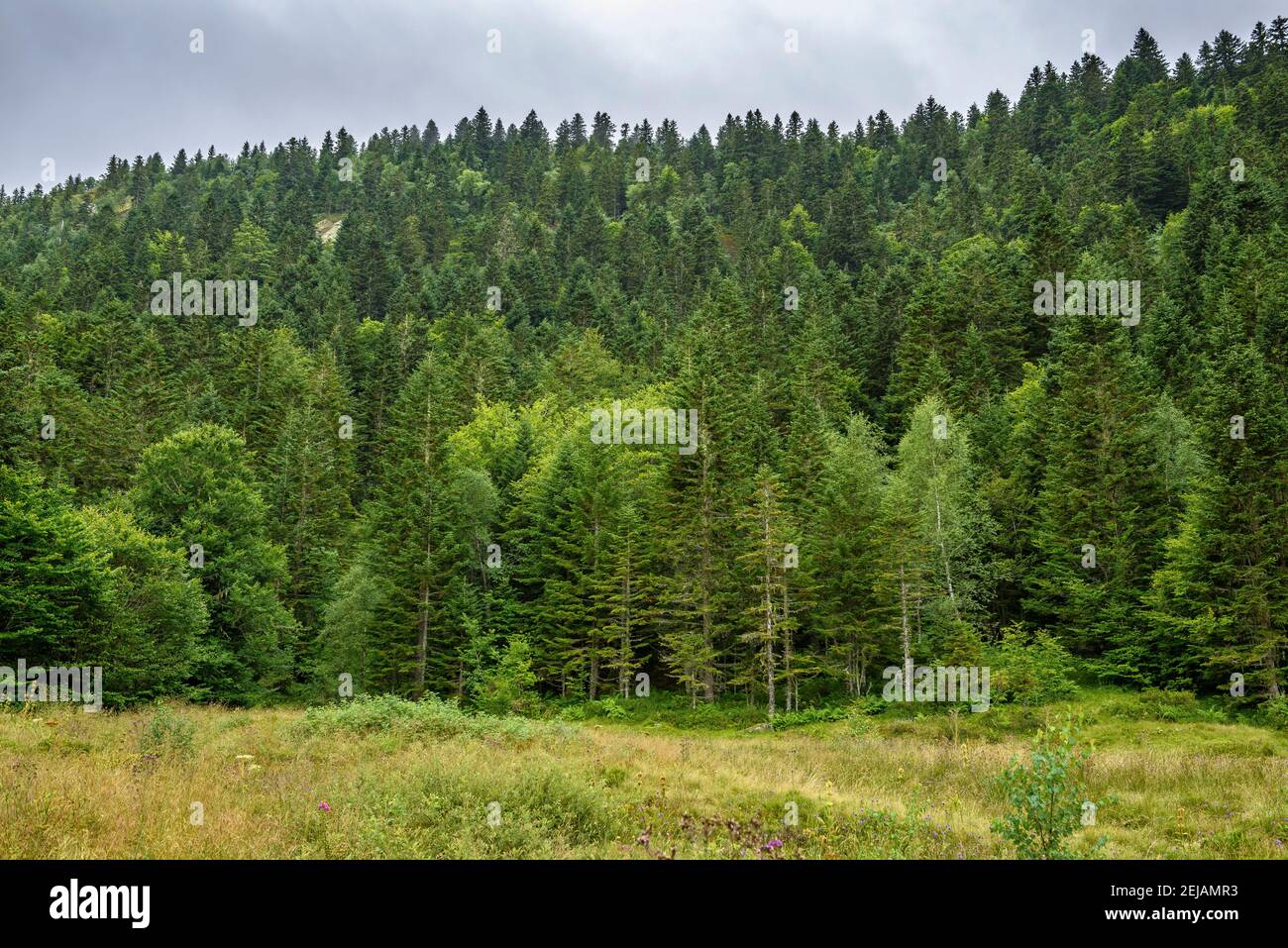 Mixed fir and beech forest viewed from the  parking to the Dent d'Orlu summit (Ariège, Pyrenees, France) Stock Photo