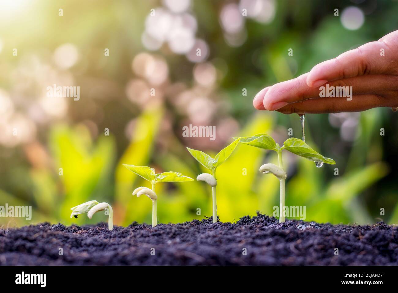 Planting plants on the soil and watering hands including showing the stage of plant growth, planting ideas and investments for farmers. Stock Photo