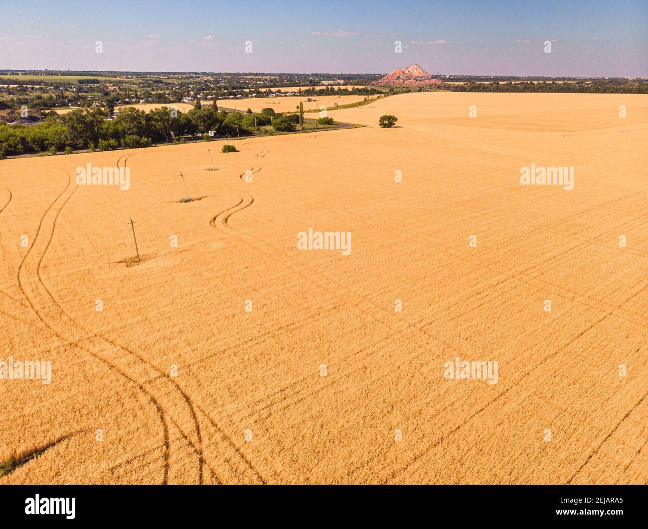 Aerial view of the wheat fields. Wheat fields from a height. Top down