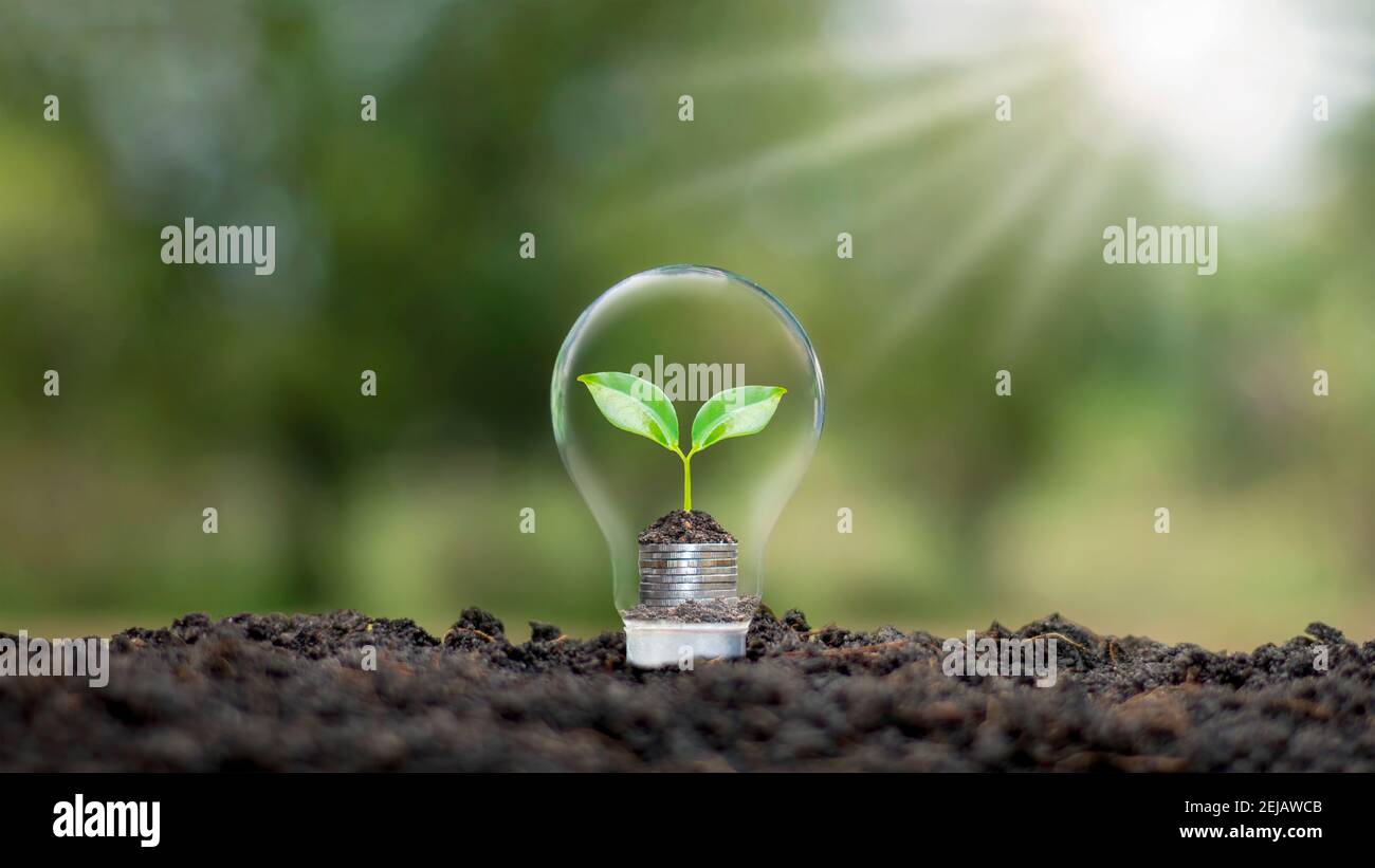 A tree growing on a coin in a light bulb plus a blurred green natural background earth day energy saving and environmental concept. Stock Photo