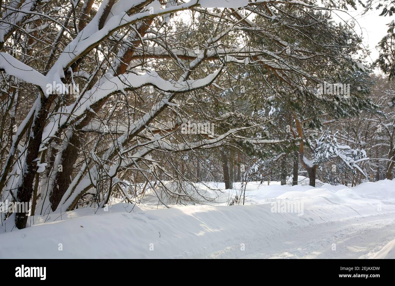 Winter road in a snowy forest in sunlight Stock Photo - Alamy