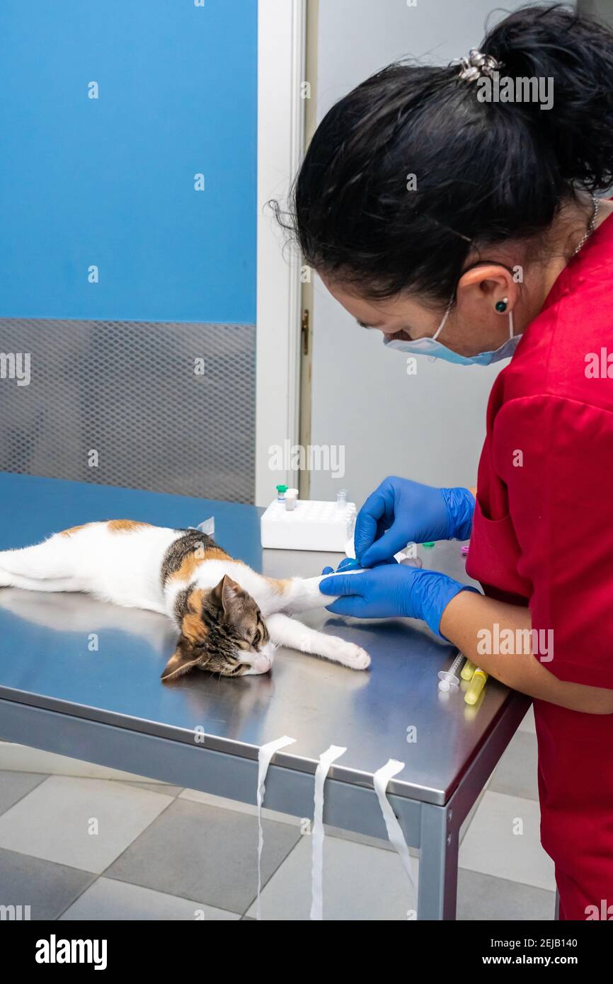 Veterinarian with face mask drawing blood from a sedated cat Stock