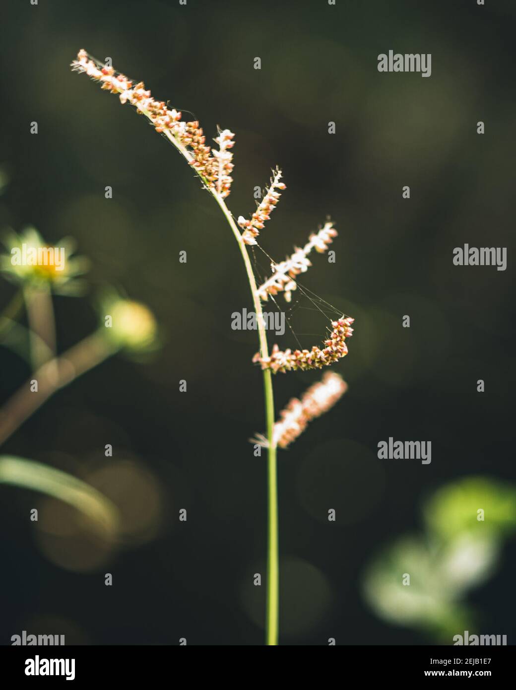 Macro photography abstract hi-res stock photography and images - Alamy