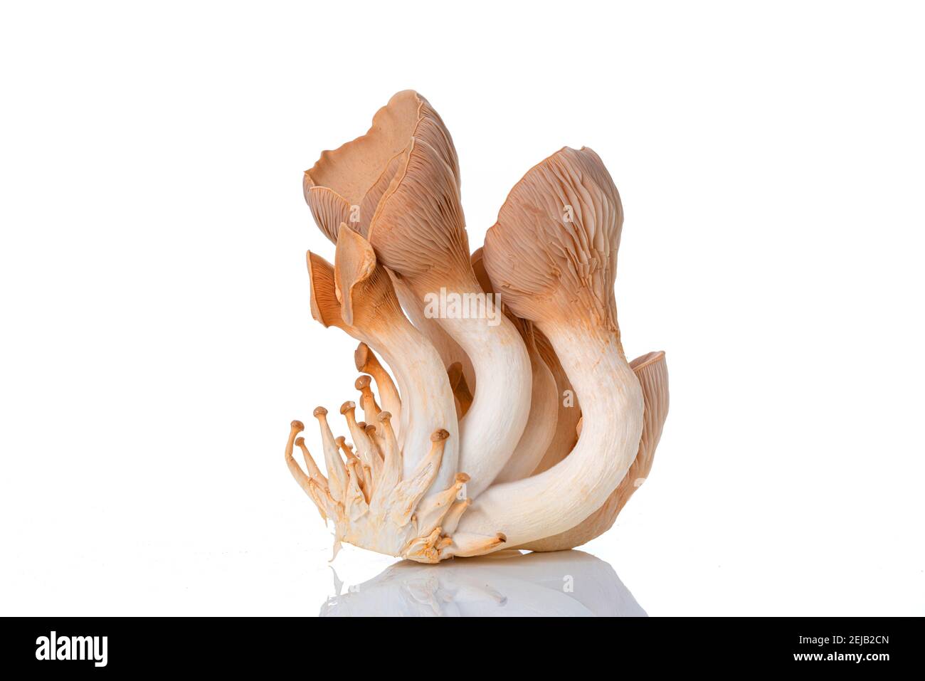 Pleurotus eryngii known as king trumpet mushroom, French horn mushroom, king oyster mushroom on