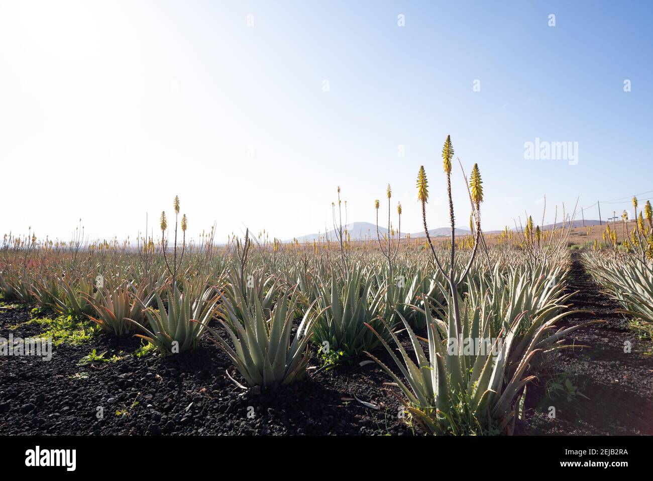 Plantation of medicinal aloe vera plant in the Canary Islands. Aloe Vera in farm garden  in desert Furteventura Stock Photo