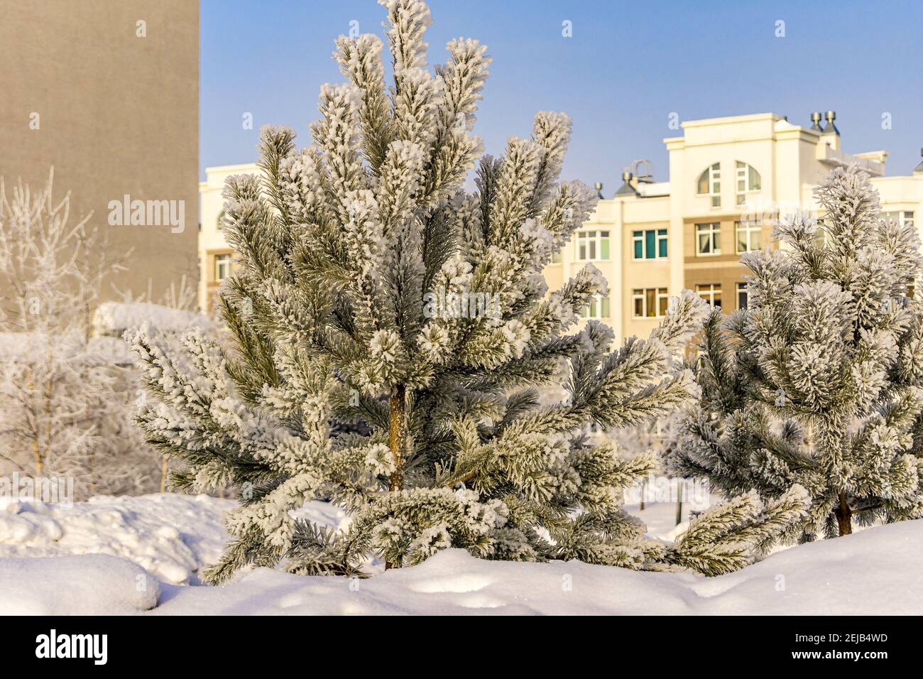 young pine in the city covered with hoarfrost from severe frost and snow Stock Photo