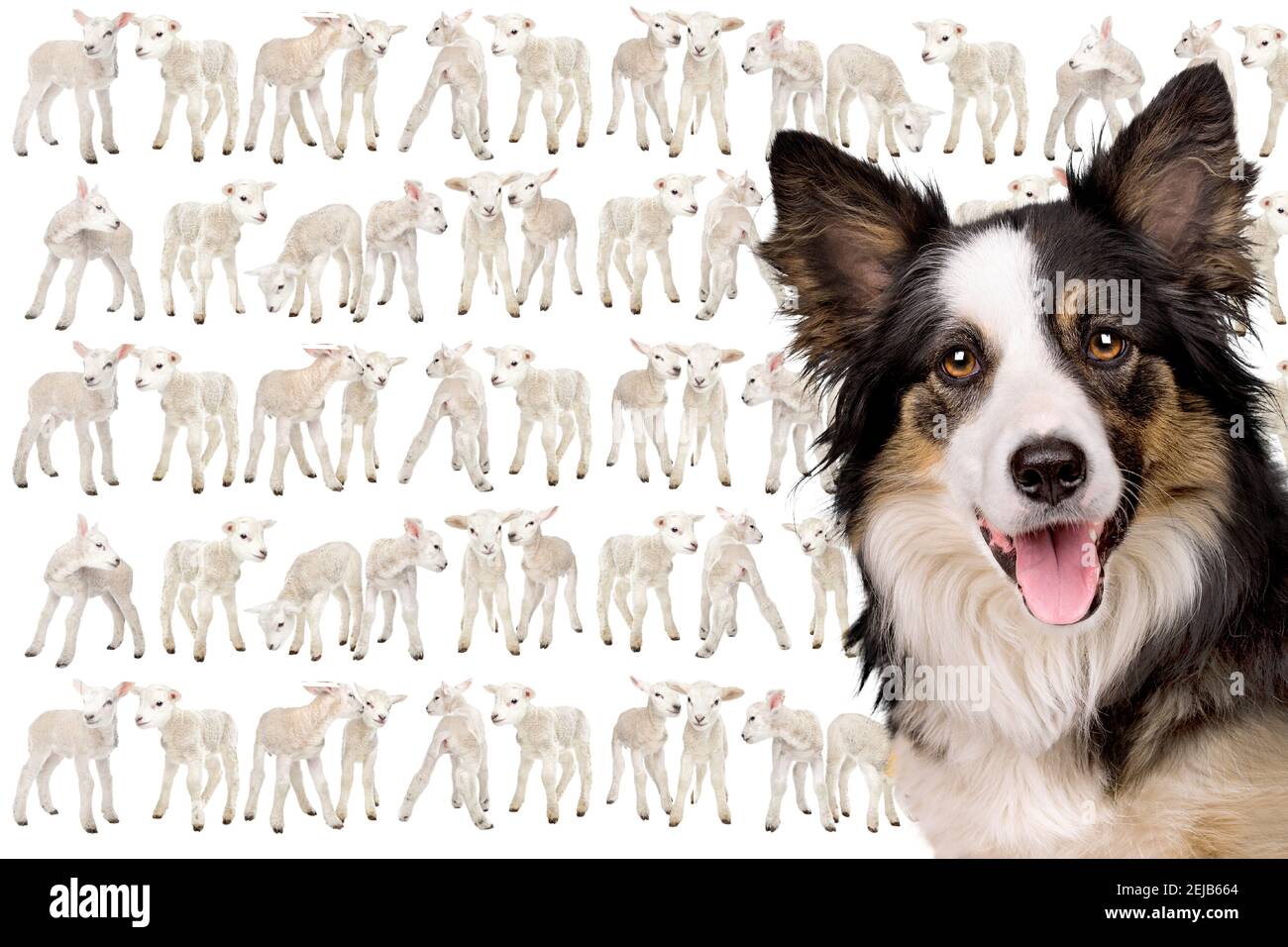 portrait of a border collie sheepdog with a white background filled with little lambs Stock Photo