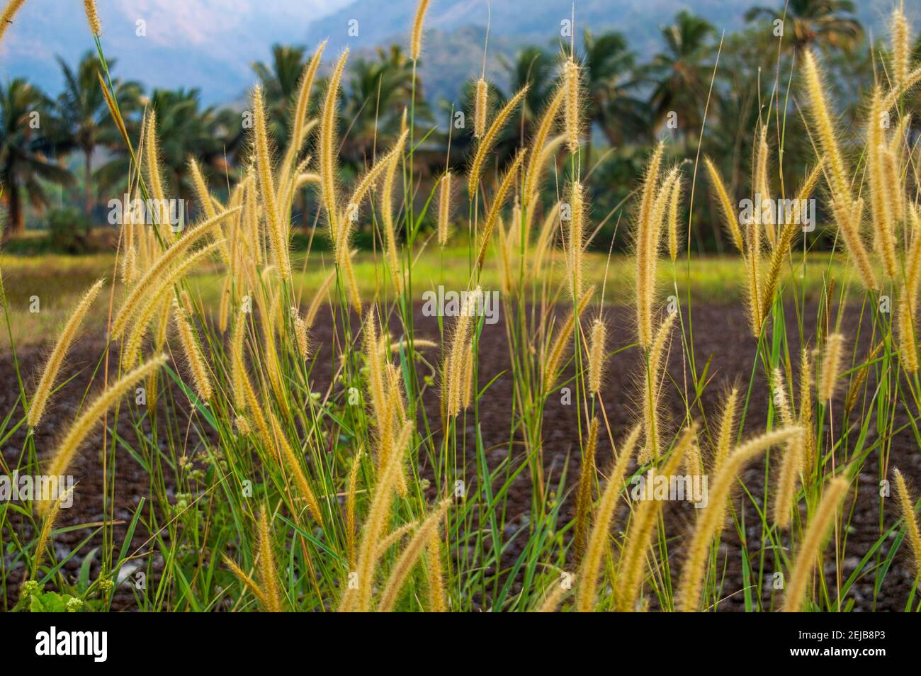 Wild asian plant hi-res stock photography and images - Alamy