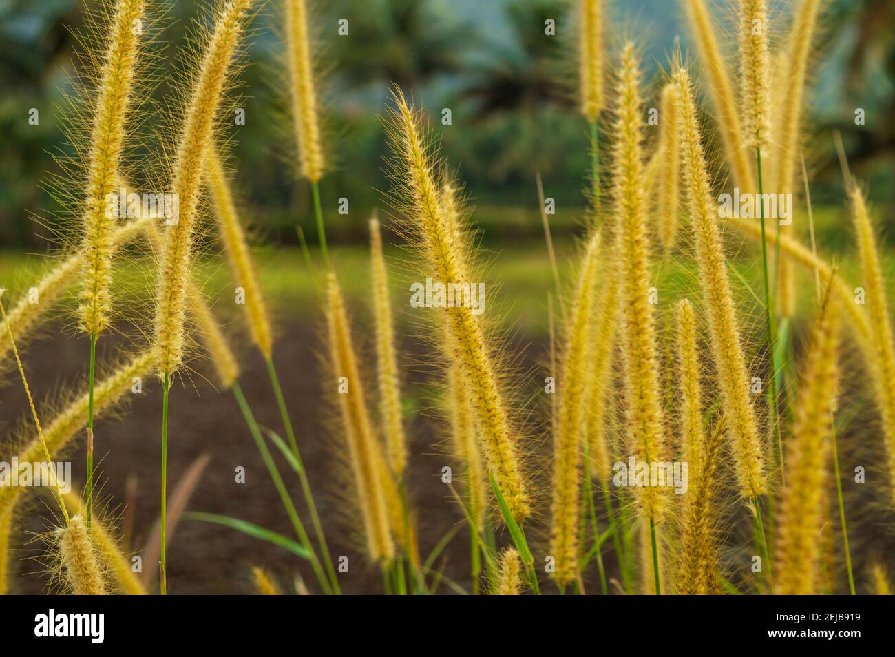 Wild asian plant hi-res stock photography and images - Alamy
