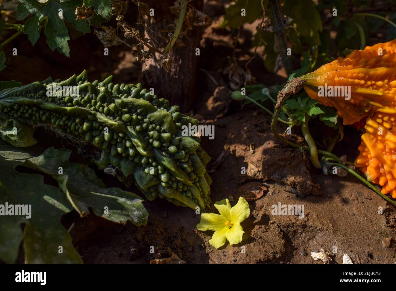 Bittergourd or Bittermelon or Karela growing in house backyard organic Indian Asian vegetable