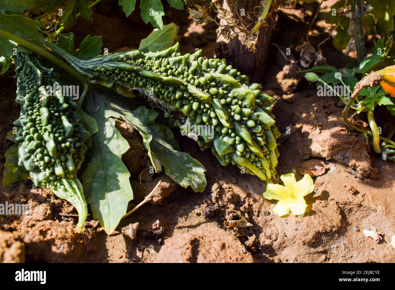 Bittergourd or Bittermelon or Karela growing in house backyard organic Indian Asian vegetable