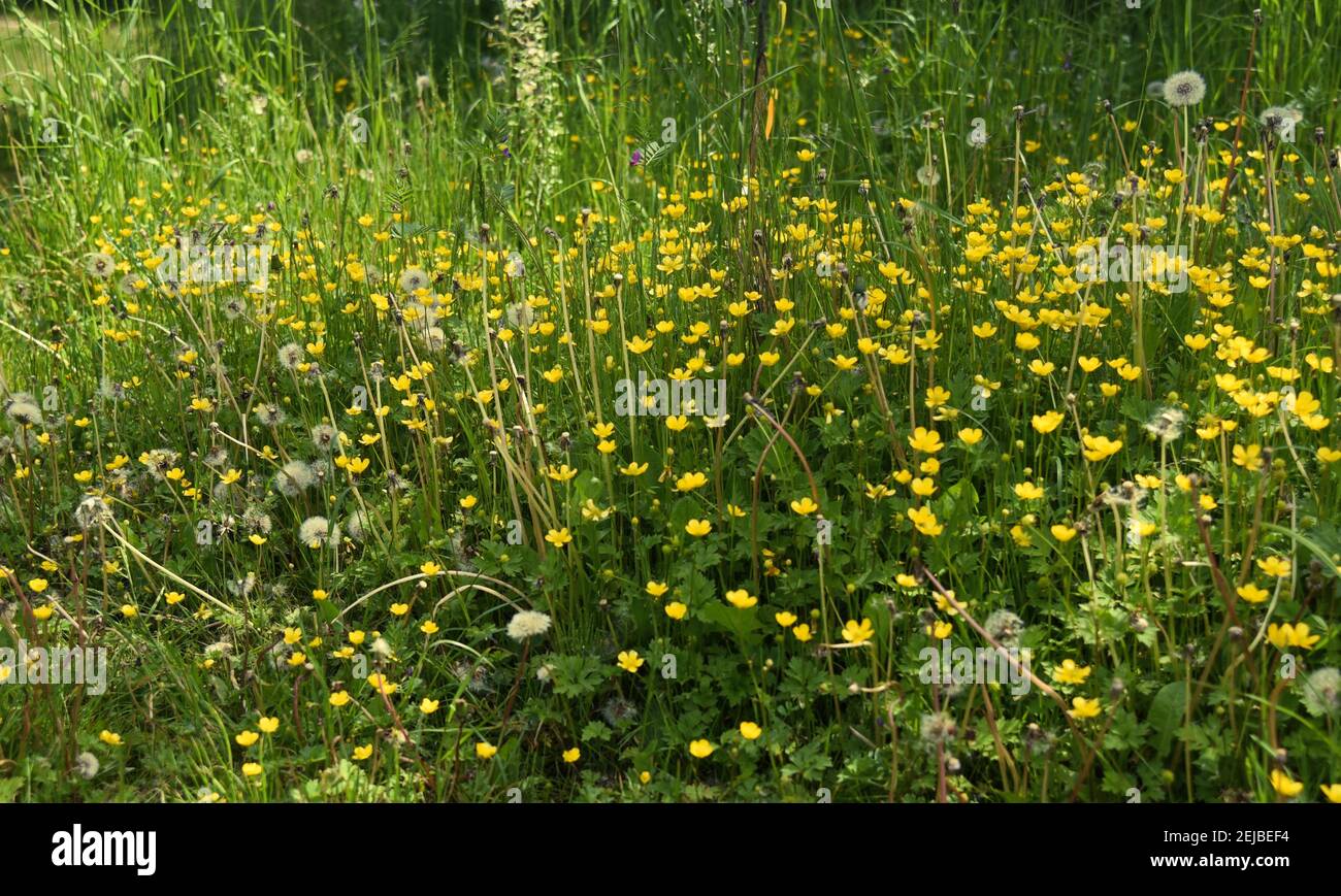 Summer flowers buttercup and dandelions on a hot summer day. A field of wild flowers good for bees, butterflies and insects. Hot summer day in July Stock Photo