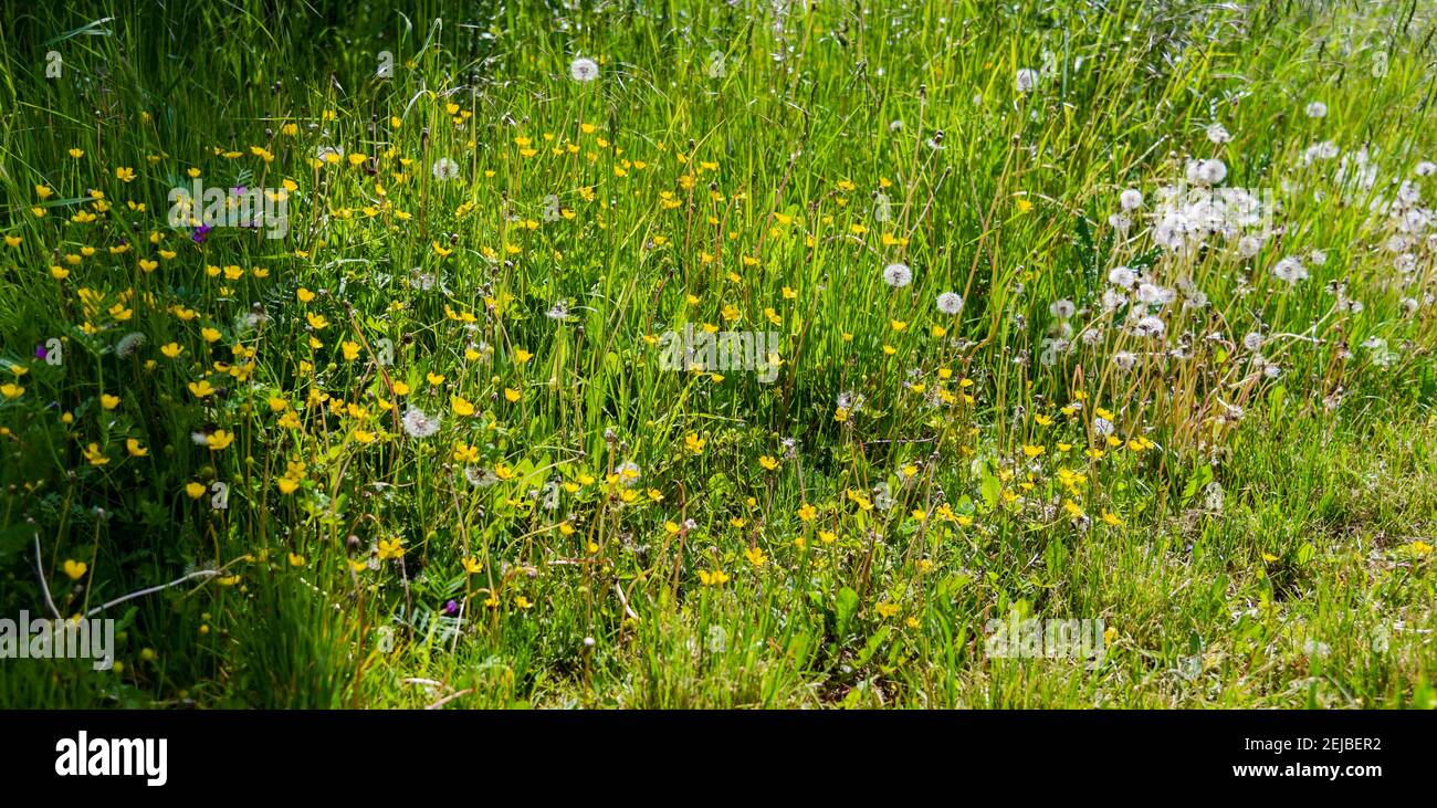 Summer flowers buttercup and dandelions on a hot summer day. A field of wild flowers good for bees, butterflies and insects. Hot summer day in July Stock Photo