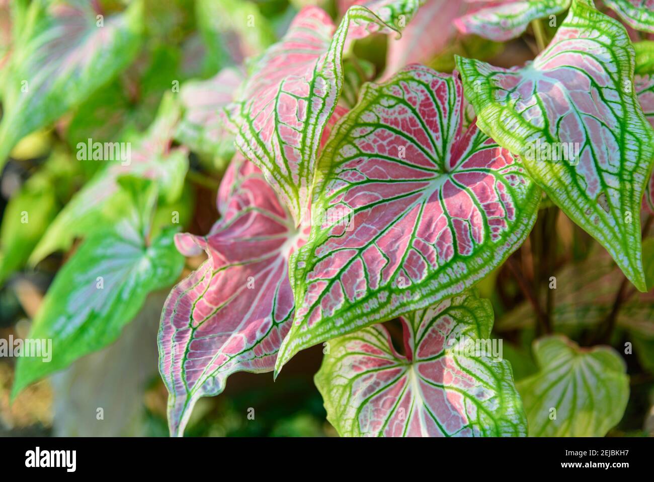 Closeup focus to fresh Chinese Evergreen in the pot Stock Photo