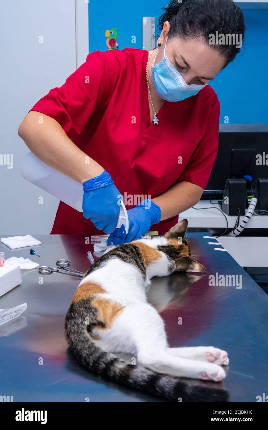 Veterinarian with face mask drawing blood from a sedated cat Stock
