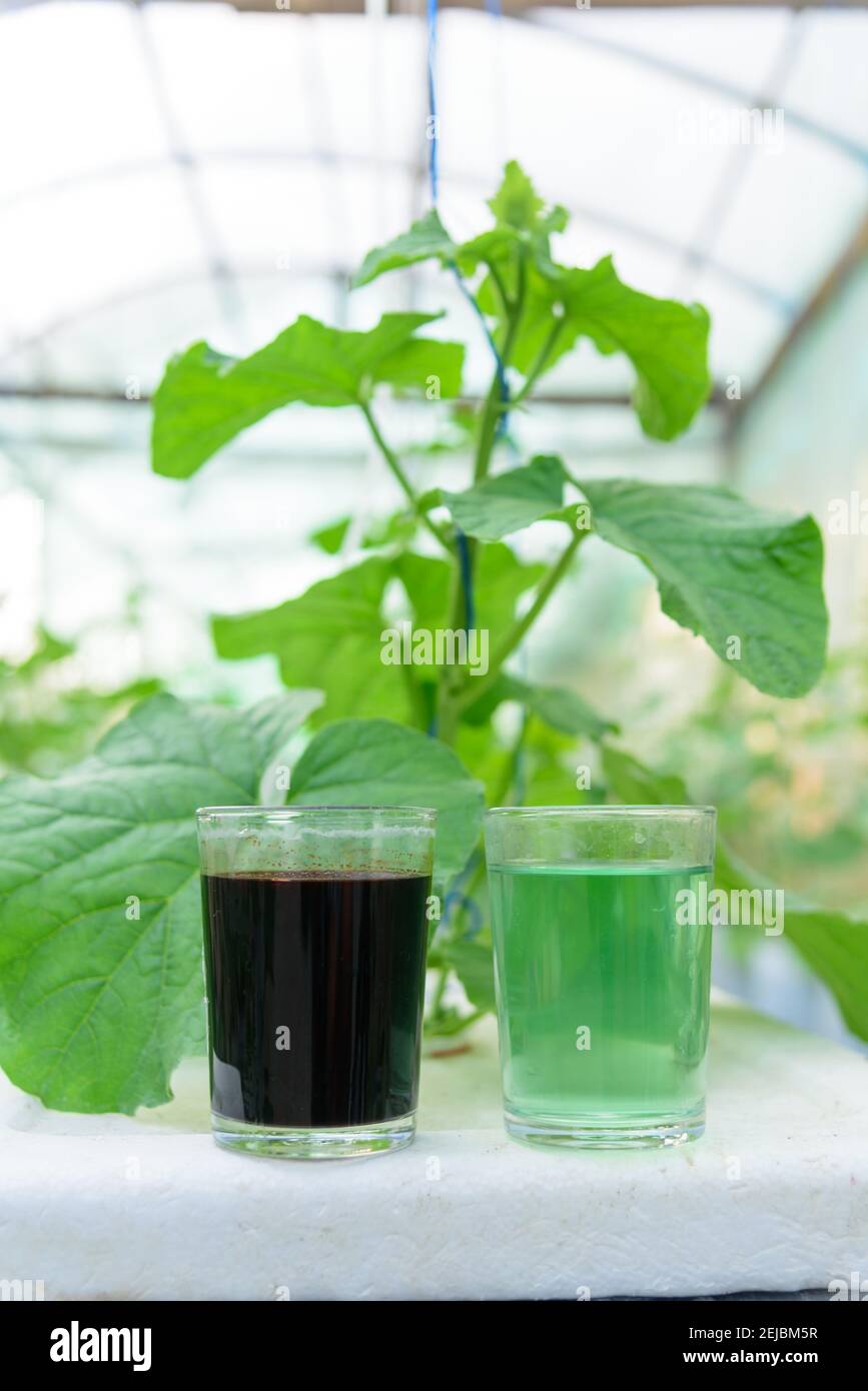 A and B type of Liquid fertilizer in the glass for Melon Hydroponics