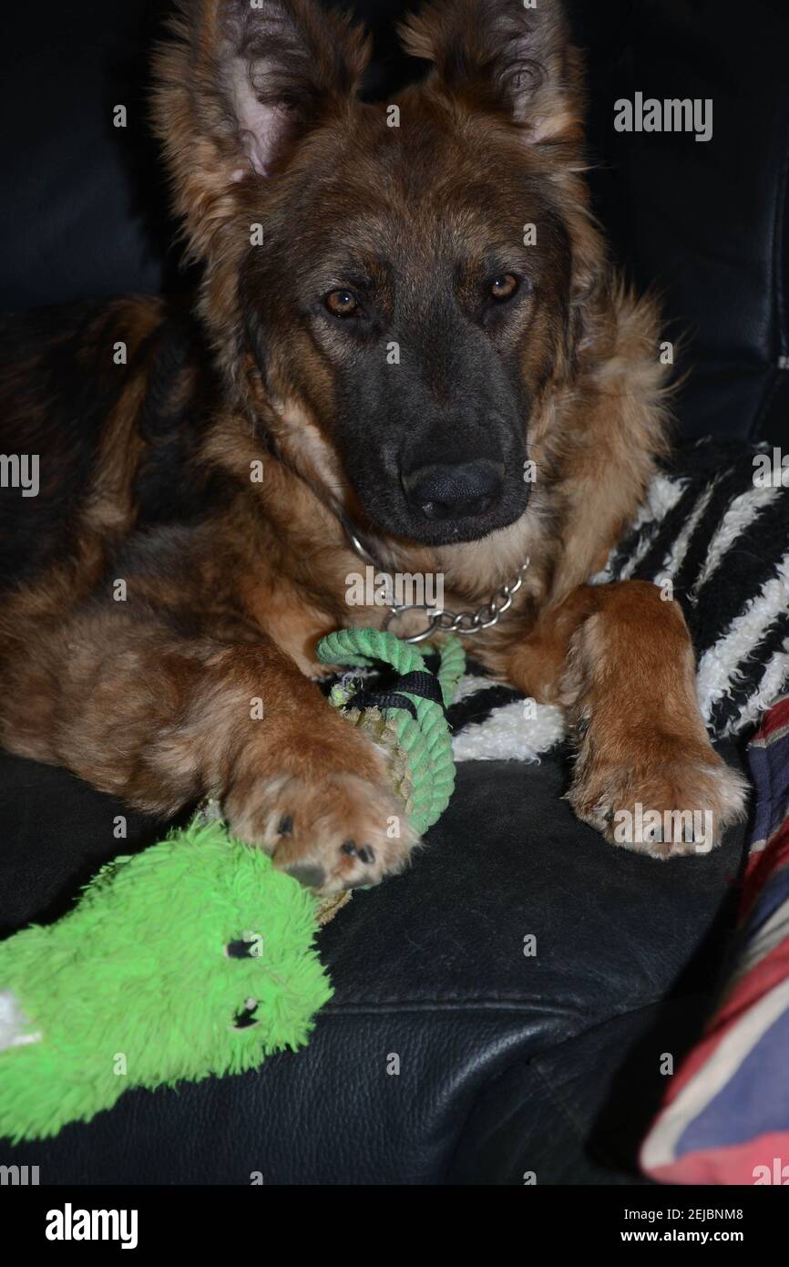 alsatian dog teddy