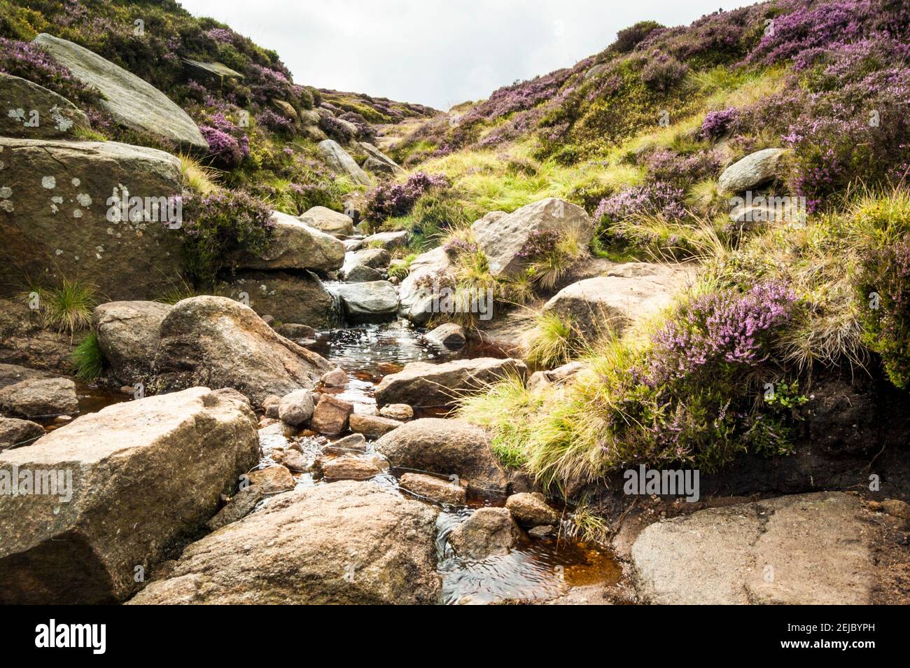 View up a hillside stream, with heather either side. The water is flowing down hill from the moorland above on Kinder Scout, Derbyshire, England, UK Stock Photo