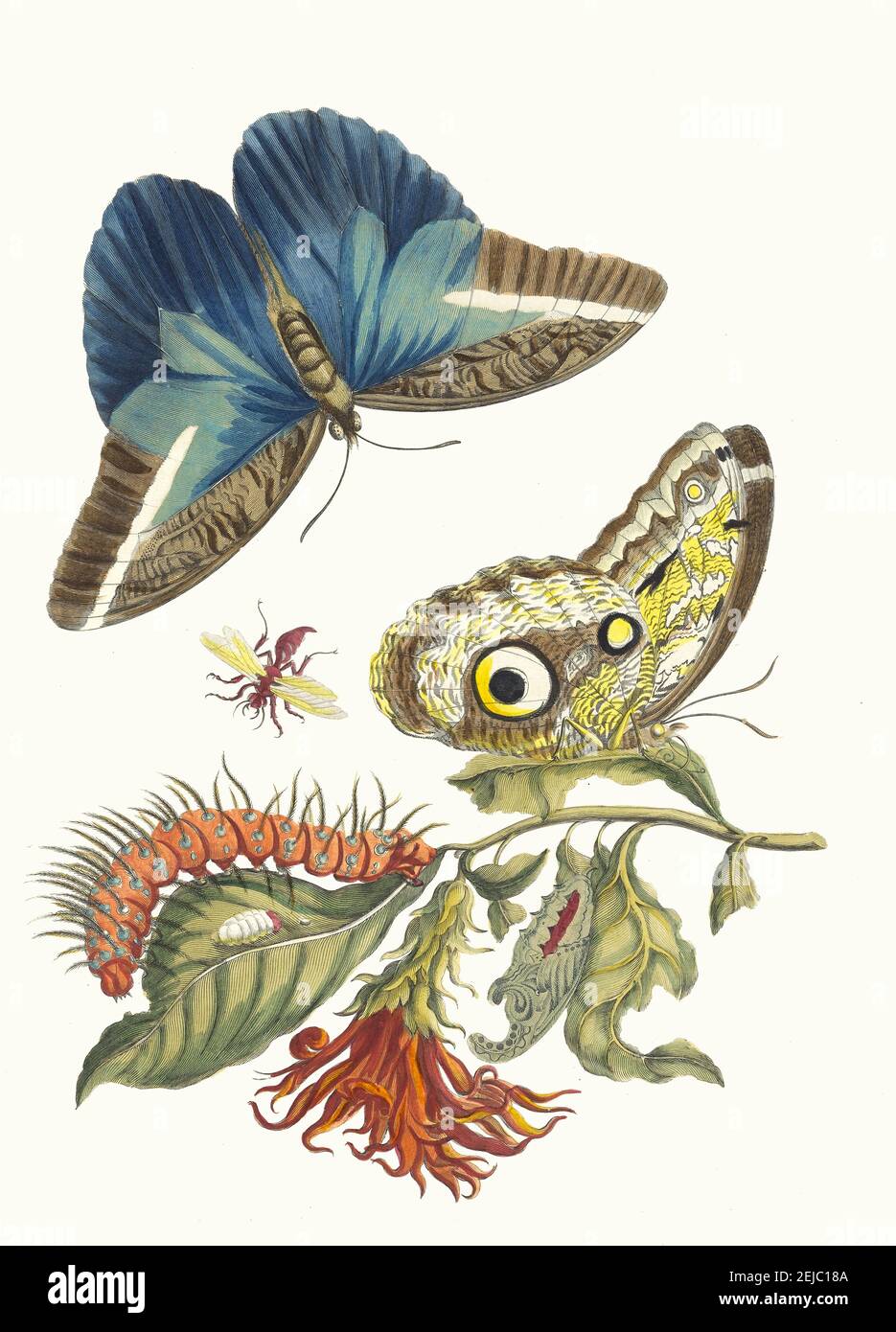 Pachystachys coccinea. From the Book Metamorphosis insectorum Surinamensium. Museum: PRIVATE COLLECTION. Author: MARIA SIBYLLA MERIAN. Stock Photo
