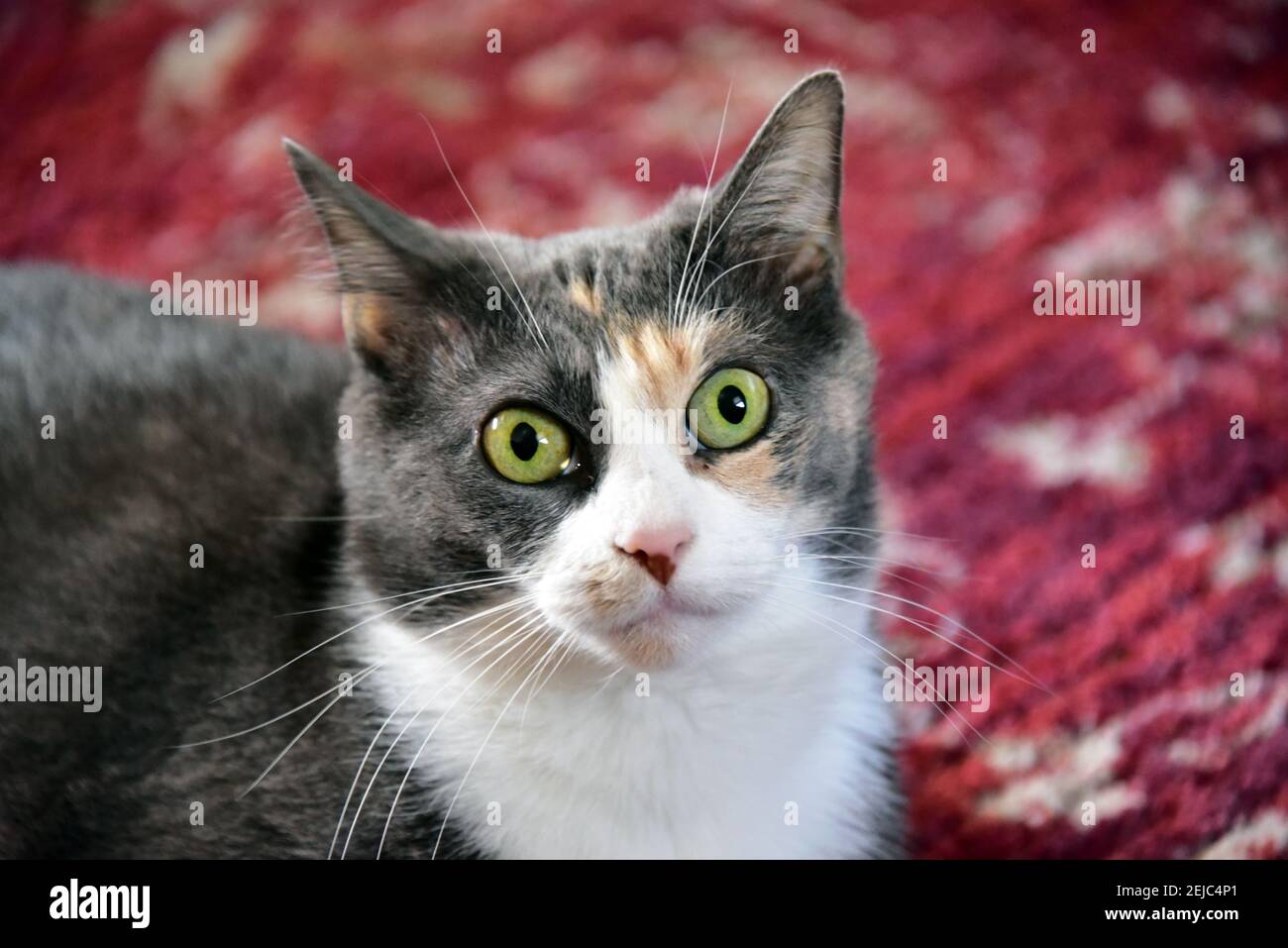 Big eyed grey cat laying on red decorative carpet Stock Photo