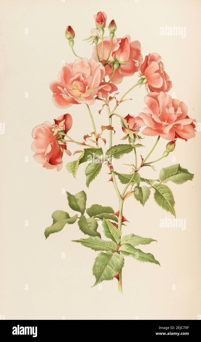 Illustration from The genus rosa by Ellen Willmott. Museum: PRIVATE COLLECTION. Author: Alfred William Parsons. Stock Photo