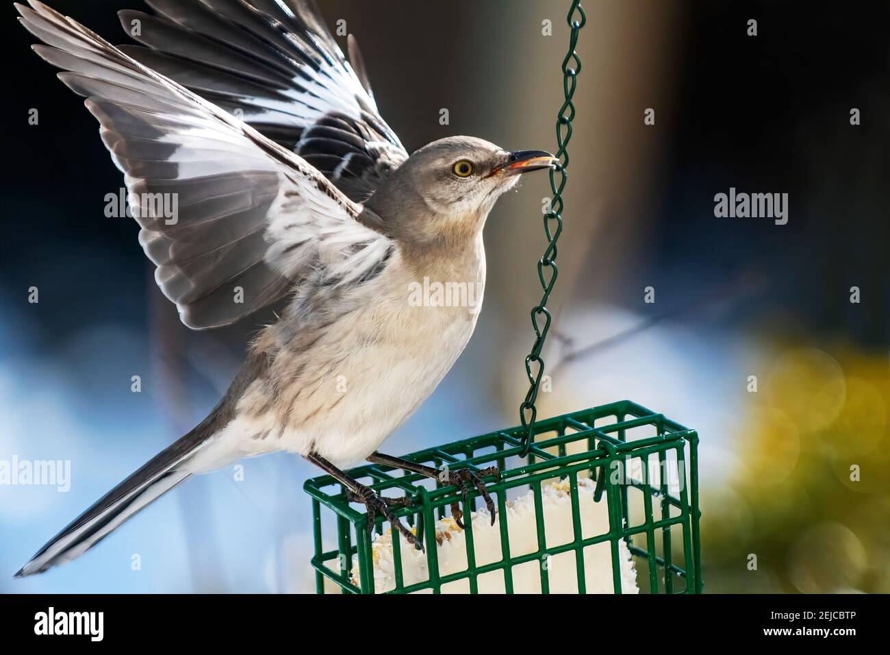 mockingbird suet feeder