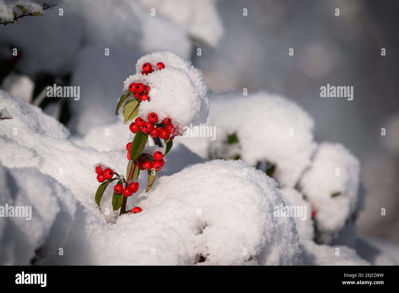 Snow covered shrub with red berries on a winter's day in England Stock ...