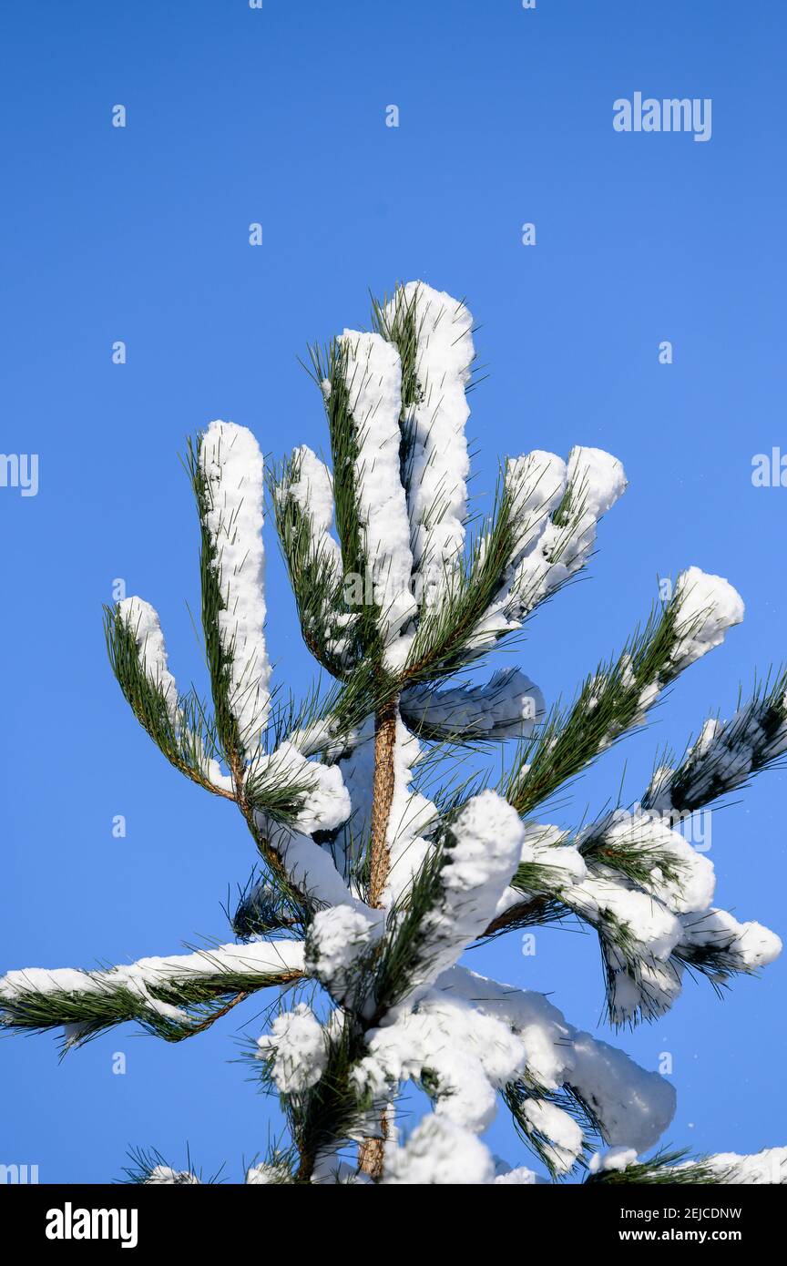 Snow covered tree on a winter's day in England. Stock Photo