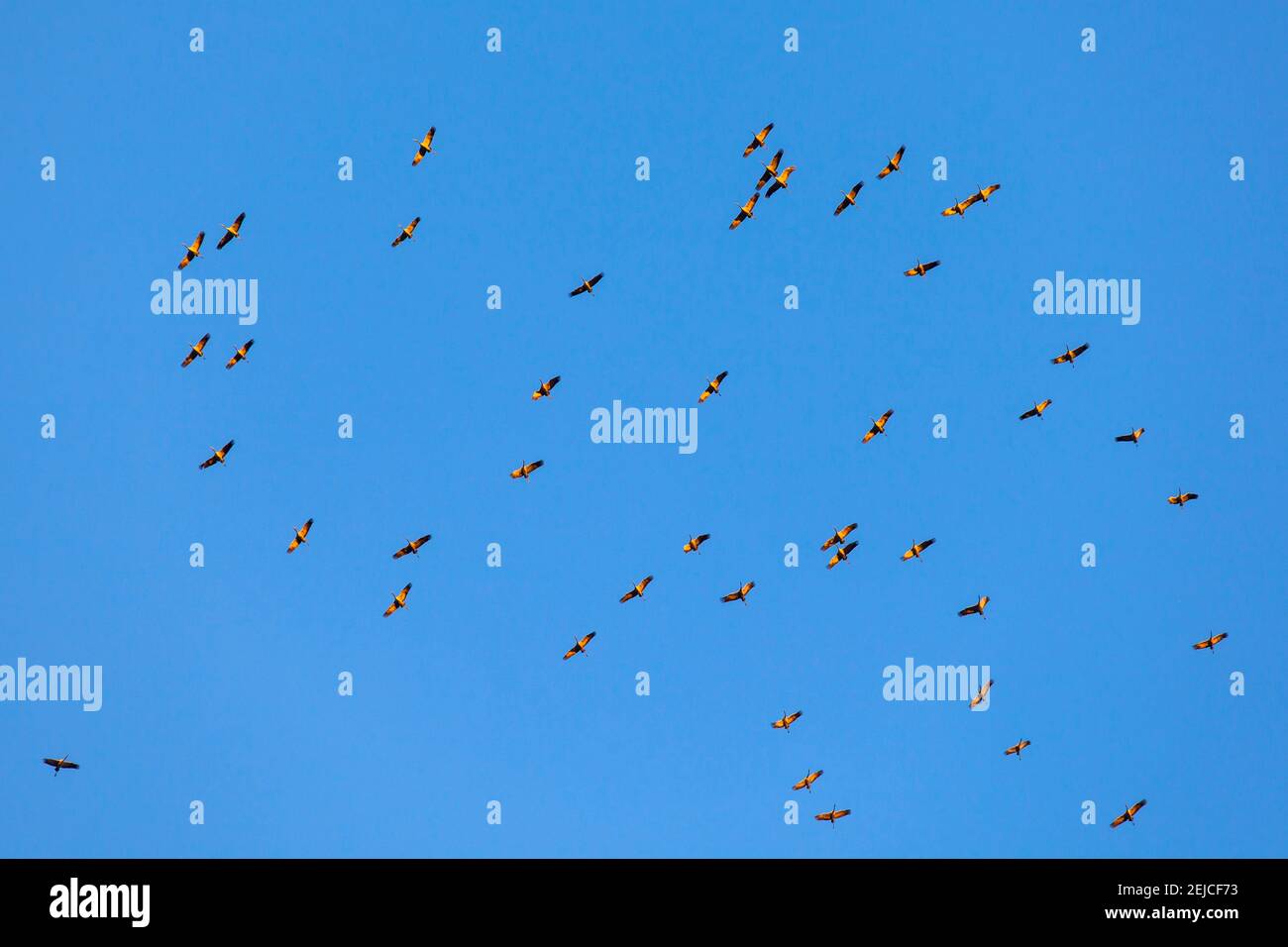 cranes circling to gain altitude using thermals over a mountain range, Germany  Kraniche nutzen kreisend die Thermik ueber einem Hoehenzug um Hoehe zu Stock Photo