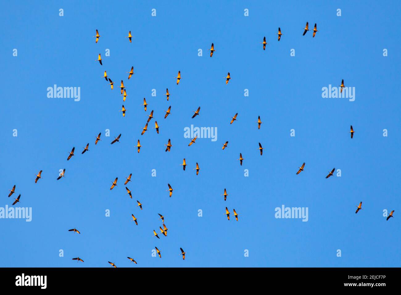 cranes circling to gain altitude using thermals over a mountain range, Germany  Kraniche nutzen kreisend die Thermik ueber einem Hoehenzug um Hoehe zu Stock Photo