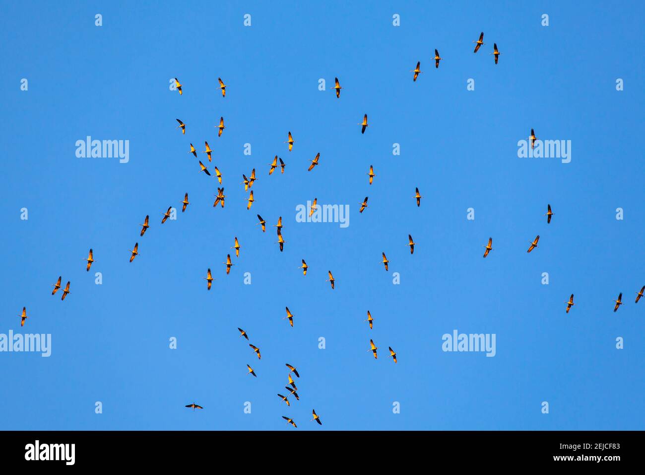 cranes circling to gain altitude using thermals over a mountain range, Germany  Kraniche nutzen kreisend die Thermik ueber einem Hoehenzug um Hoehe zu Stock Photo