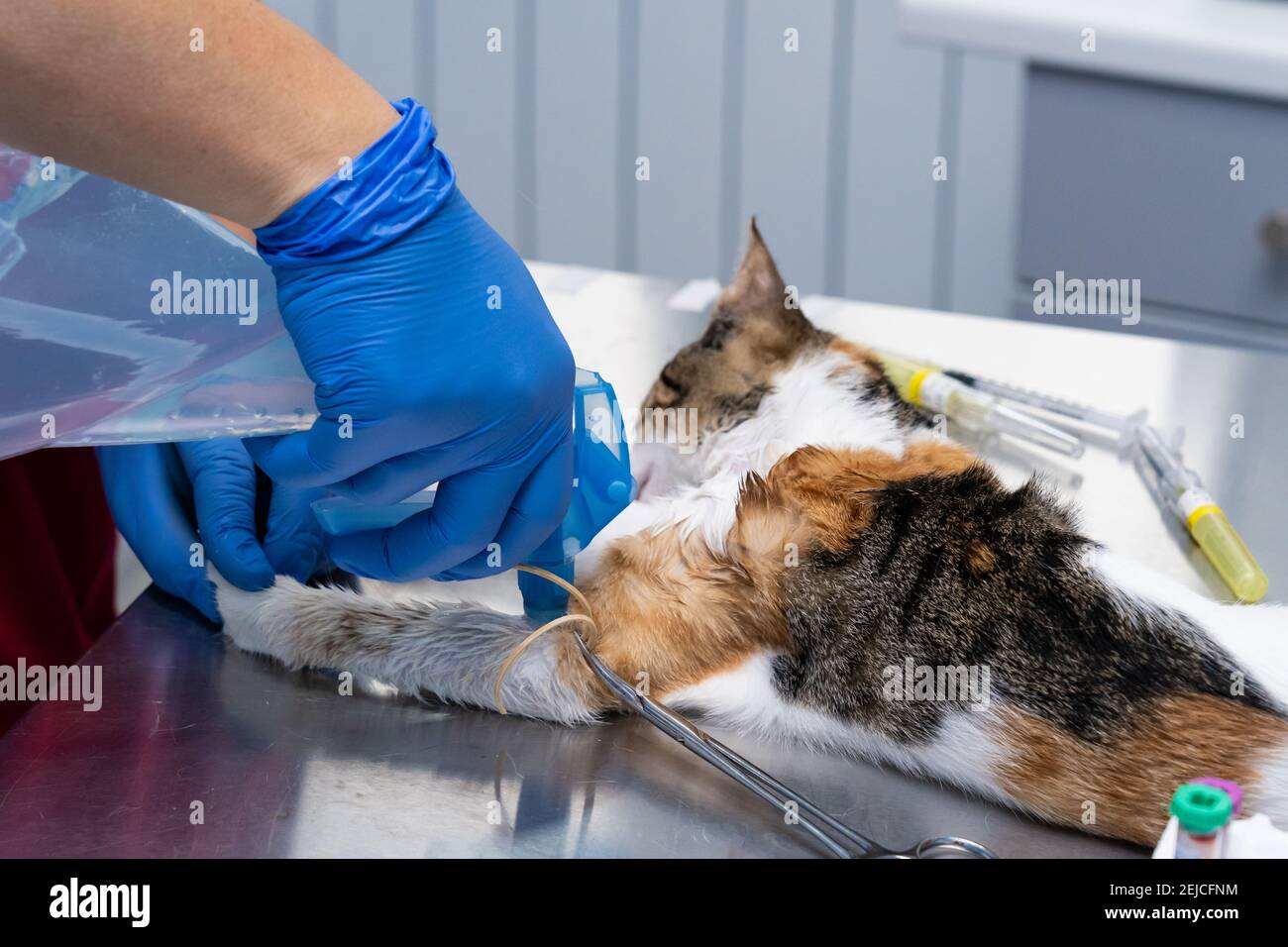 Veterinarian with face mask drawing blood from a sedated cat Stock