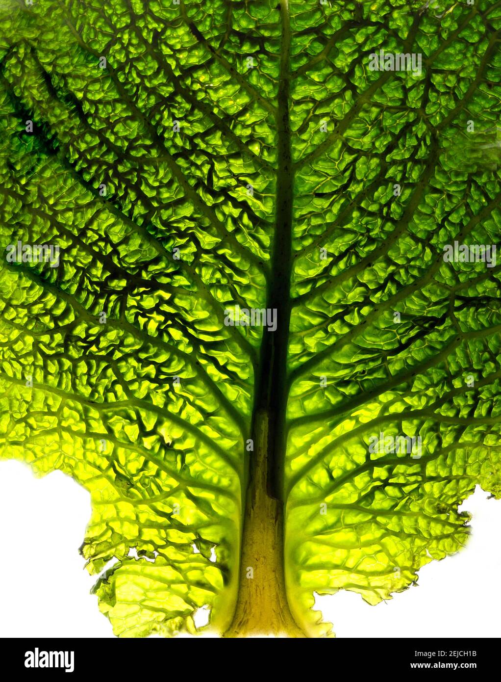 Vein structure leaf hi-res stock photography and images - Alamy
