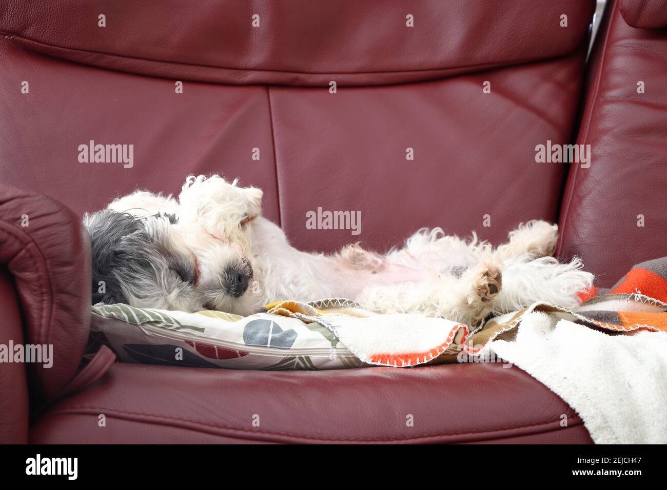 chilling dog on a sofa Stock Photo