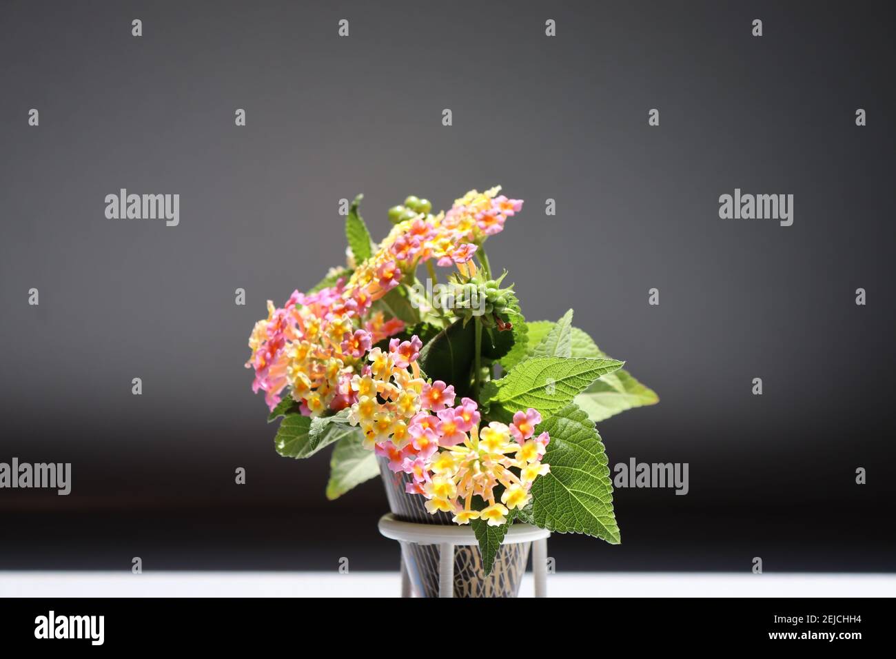 Lantana beautiful tiny flowers in the 'Happy Brithday' cone on the Pizza spacer with the nice backgrounds. Stock Photo