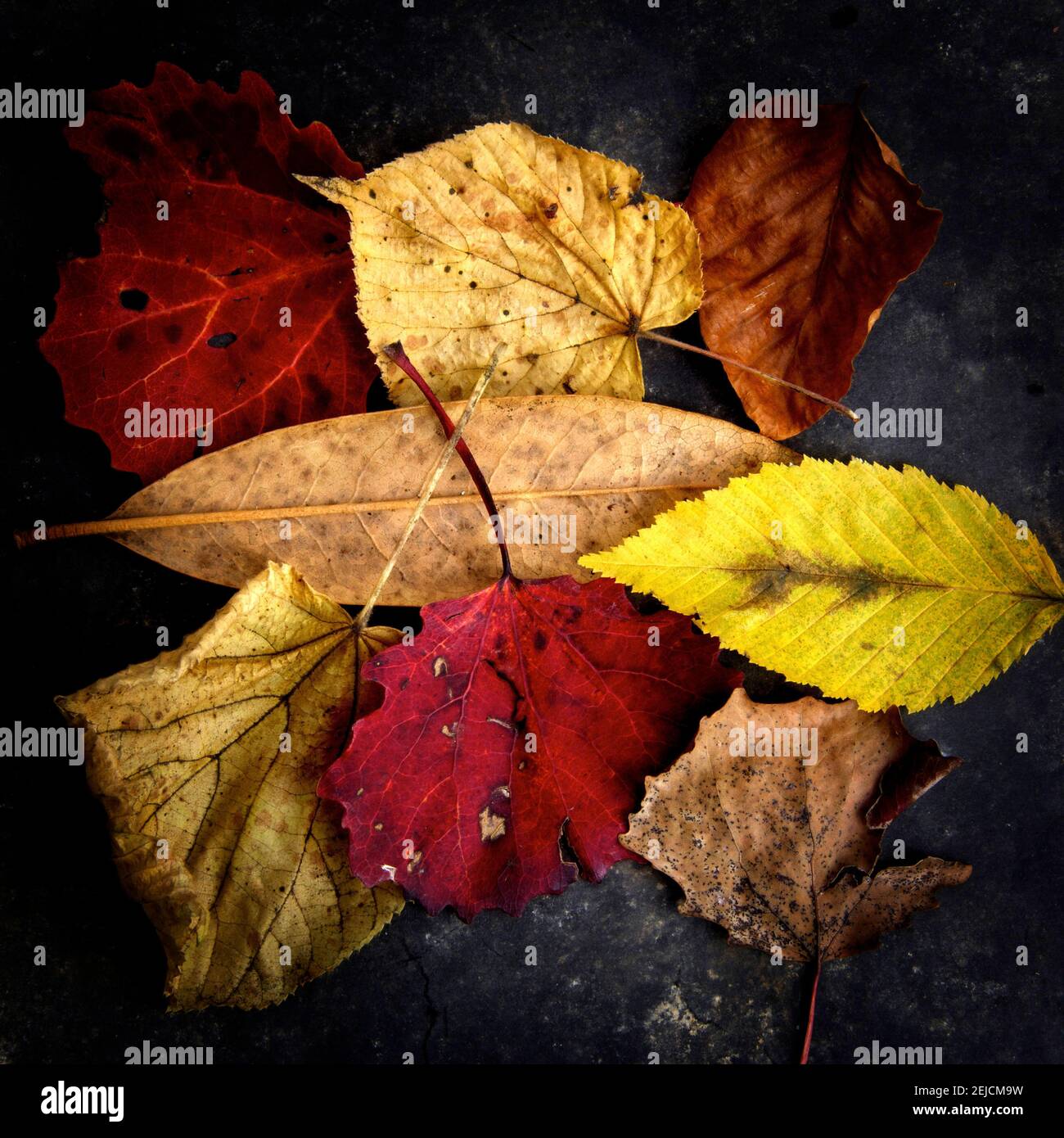 Autumn coloured dry leaves hi-res stock photography and images - Alamy