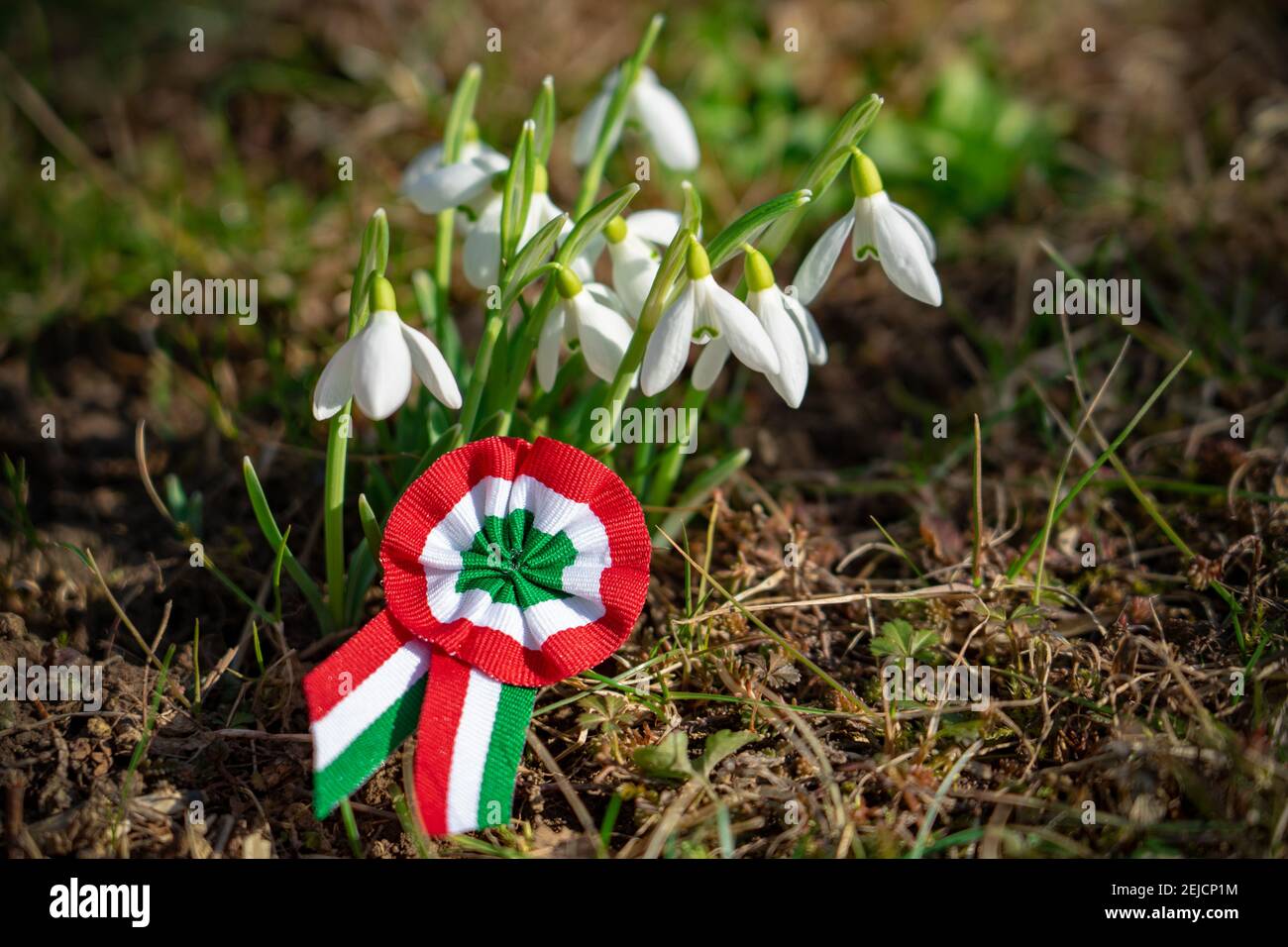 close up tricolor rosette symbol of the hungarian national day 15th of march with snowdrop fair maid flower . Stock Photo